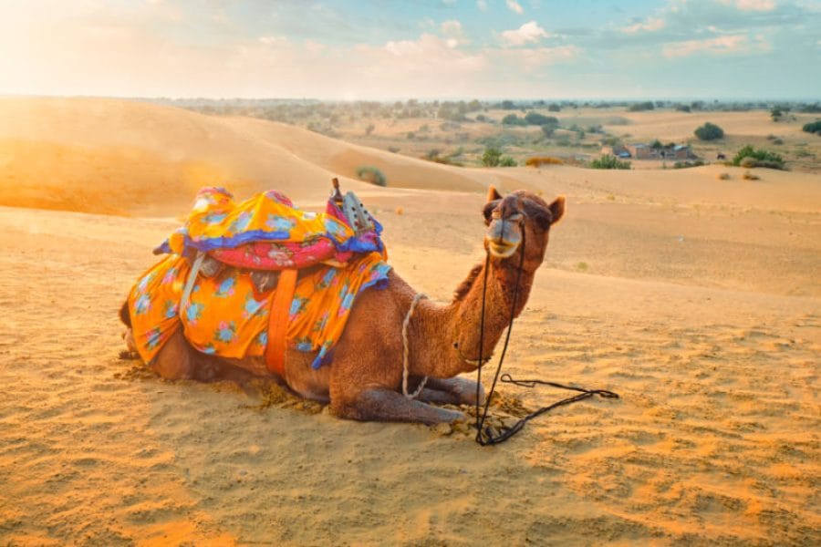 Rajasthan tour packages